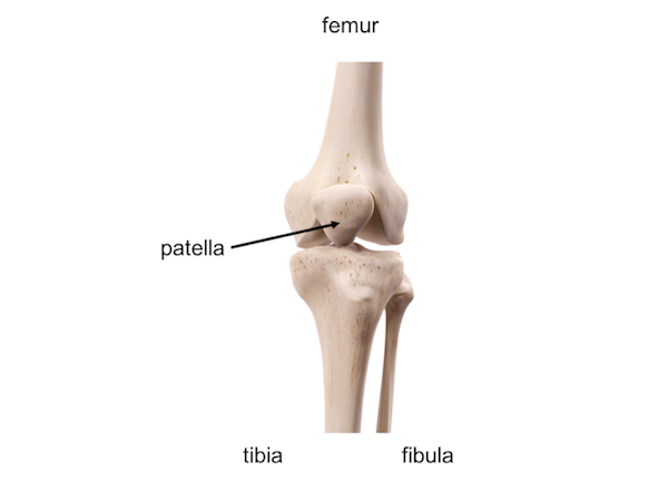 Femur Knee lower leg Anatomy